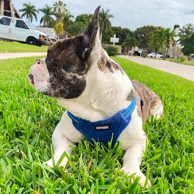 Best Pet Supplies Voyager Adjustable Step-in Flex Breathable Mesh Dog Harness for Small Medium Large Dogs Leash Set (Royal Blue), XS - Image 7