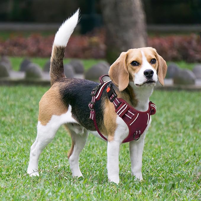 Timos Dog Harness, Front Clip No Pull Medium Sized with Handle, Burgundy, M | No Choke, Adjustable Reflective Soft Padded, Quick Release 3 Buckles, Easy On & Off, Front & Back 2 Clips for Outdoor Walking - Image 6