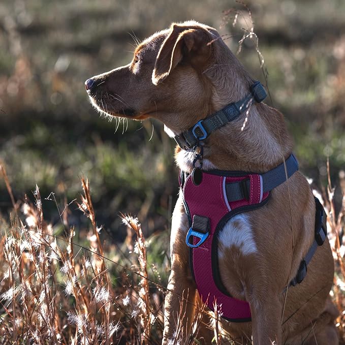 Embark No Pull Dog Harness, Reflective Adjustable Training Vest, No Choke | Adjustable straps fit all dog breeds with sturdy hooks; 360° reflective trim, soft padded Harness Design for All Dogs - Image 3