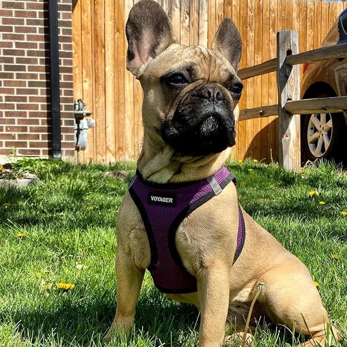 Voyager Step-in Air Dog Vest Harness - Purple/Black Trim, X-Large | 20.5 - 23" in Chest, Reflective Bands, All Weather Breathable Air Mesh, Cats Compatible, Lightweight, Fast Drying - Image 7