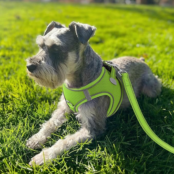 Joytale Step-in Dog Harness, Soft Breathable Mesh, Green XL | Adjustable Fit for Small Dogs, Easy Step-in with Secure Fastener, Even Chest Pressure, Reflective For Night Safety, Washable - Image 2
