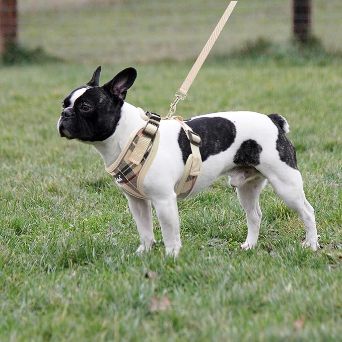 PUPTECK Small Dog Harness and Leash Set No Pull for XS XXS Sized Dogs Puppy | Escape Proof No Choke Pet Cat Adjustable Soft Padded Walking Vest - Image 6