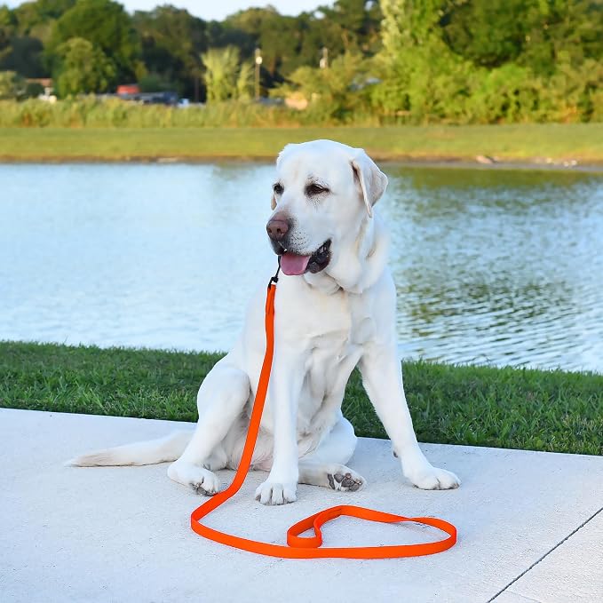Dogline Biothane Waterproof Dog Leash Strong Coated Nylon Webbing with Black Hardware Odor-Proof Easy to Clean High Performance for Small or Large Dogs Made in USA 4 or 6 ft Lead, Hunter Orange - Image 5