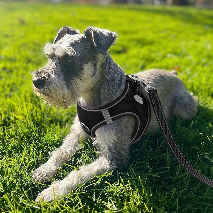 Joytale Step-in Dog Harness, Soft Breathable Mesh, Black S | Adjustable Fit for Small Dogs, Easy Step-in with Secure Fastener, Even Chest Pressure, Reflective For Night Safety, Washable - Image 2