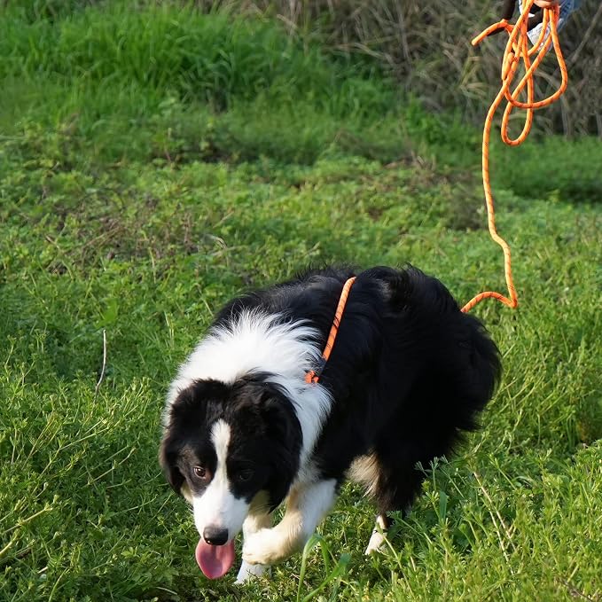 NTR 100FT Leash for Large Breed Dog, Long Leash with Swivel Lockable Hook, Padded Handle and Highly Reflective Thread, Pet Lead for Walking, Hunting,Camping, Backyard for Small Medium Large Dog - Image 8