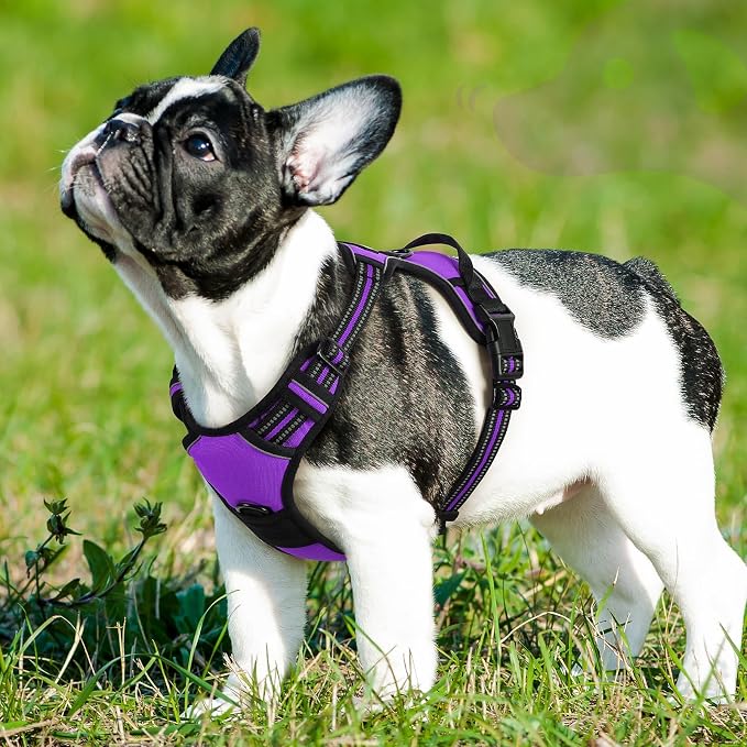Eagloo Dog Harness for Small Dogs, No Pull Pet Vest with 2 Leash Clips | No Choke with Handle, Adjustable Comfort Fit, Reflective Strips, Easy Walking Control, Purple, Small - Image 9
