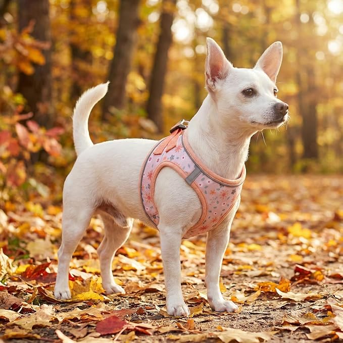 Mihqy Step in Dog Harness and Leash Set, Breathable Mesh, Orange Floral,M | Reflective, Adjustable No Pull Harnesses for Small Dogs, Lightweight Vest Harnesses, Fashion Floral Design - Image 5