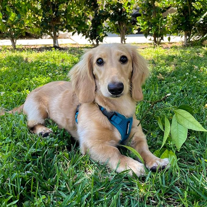 Voyager Step-in Lock Dog Harness - Turquoise, Large | 20 - 25" in Chest, Adjustable, Breathable Air Mesh, Lightweight for Daily Walks, Strong Clips, Heavy Duty D-Ring - Image 8