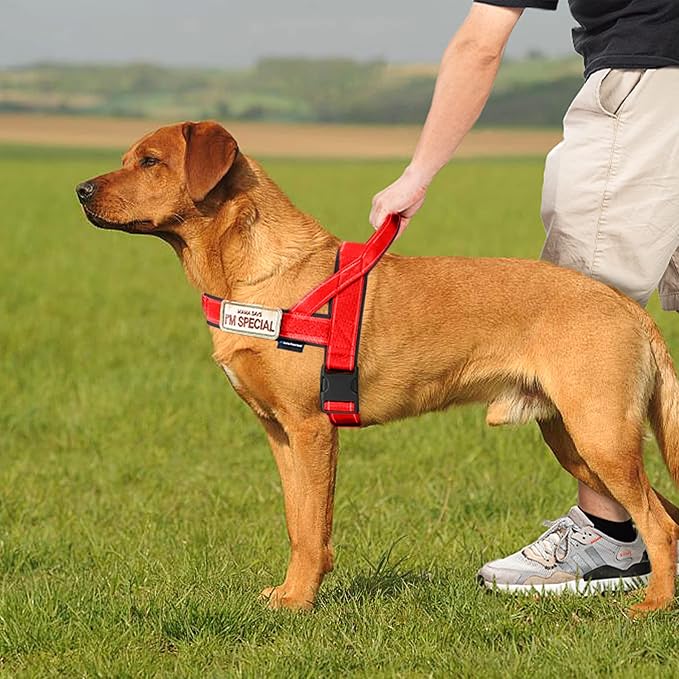 Annchwool No Pull Dog Harness with Soft Padded Handle,Reflective Strip Escape Proof and Quick Fit to Adjust Dog Harness,Easy for Training Walking for Small & Medium and Large Dogs(Red,S) - Image 5