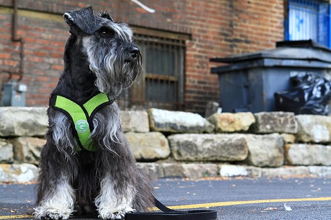Gooby Comfort X Head-in Dog Harness, Choke-Free, Green, X-Large | Patented choke-free X-frame; Secure head-in fit; Lightweight breathable mesh; Back metal D-ring; Machine washable - Image 3