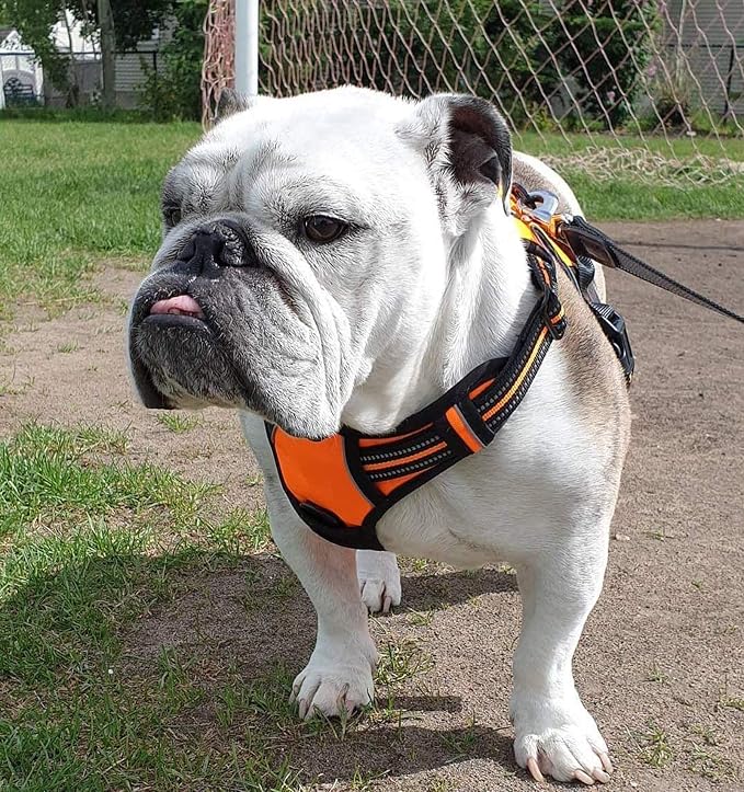 rabbitgoo Dog Harness, No Pull for Small Dogs with 2 Leash Clips, Pet Vest | No Choke with Handle, Adjustable Soft Padded, Reflective, Easy Control for Walking, Orange, Small - Image 8