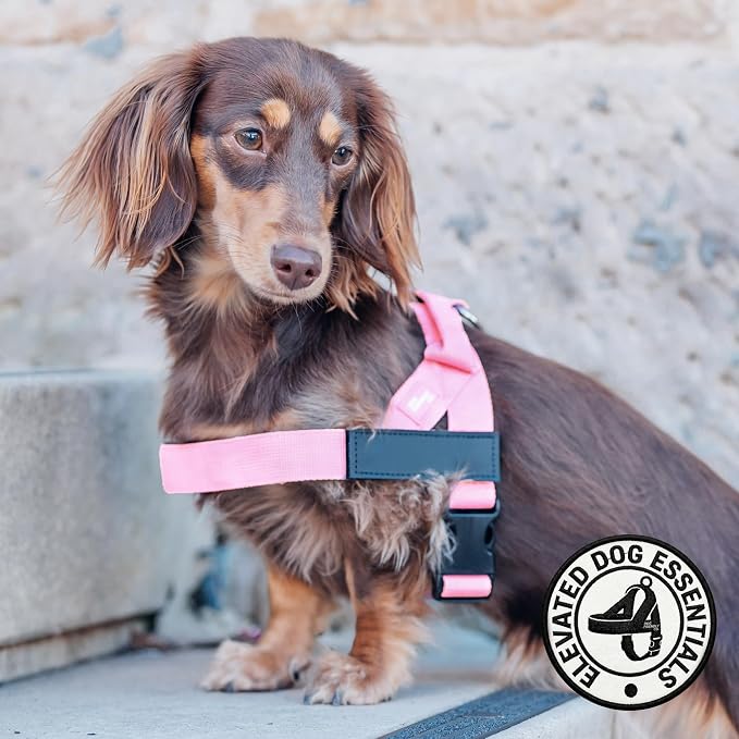 Dog Friendly Co. Dog Harness for Small Dogs, Adjustable (Pink, XXSmall) | One Click Buckle, Chafe Resistant Webbing, Adjustable Neck & Chest, and Heavy Duty D-Ring, Sturdy Comfortable and Easy to Use - Image 5