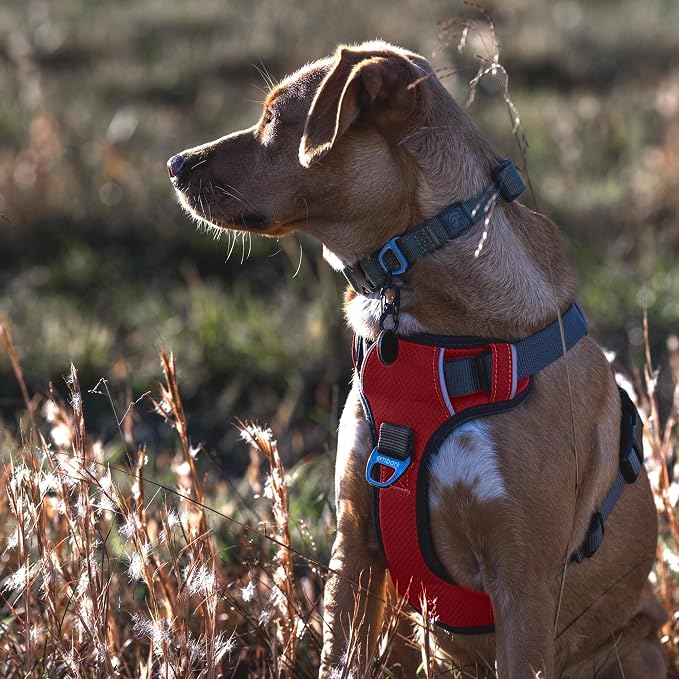 Embark No Pull Dog Harness, Reflective Adjustable Training Vest, No Choke | Adjustable straps fit all dog breeds with sturdy hooks; 360° reflective trim, soft padded Harness Design for All Dogs - Image 2