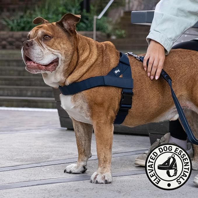 Dog Friendly Co. Dog Harness for Large Breeds (Navy, Extra Large) | One Click Buckle, Chafe Resistant Webbing, Adjustable Neck & Chest, and Heavy Duty D-Ring, Sturdy Comfortable and Easy to Use - Image 5