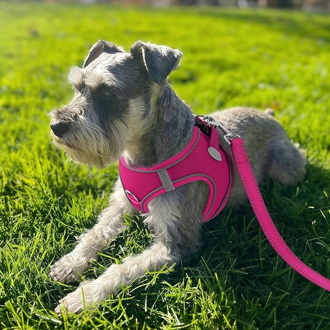 Joytale Step-in Dog Harness, Soft Breathable Mesh, Hot Pink XL | Adjustable Fit for Small Dogs, Easy Step-in with Secure Fastener, Even Chest Pressure, Reflective For Night Safety, Washable - Image 2