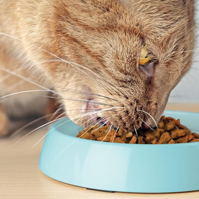 CatGuru Cat Bowls, Whisker Friendly Food Bowl for Indoor Cats, Reliefs Whisker Fatigue, Wide Kitten Dish, Non Slip Pet Dishes, Shallow Pet Plates (Aruba, (Pack of 2)) - Image 9
