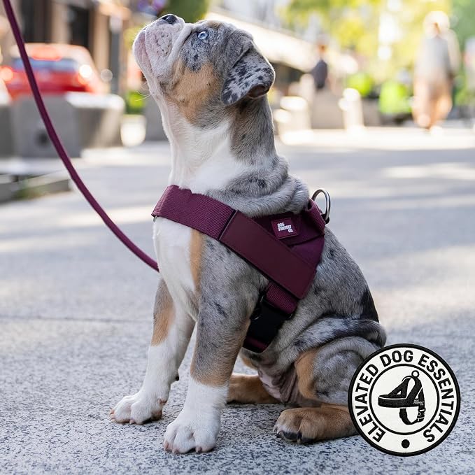 Dog Friendly Co. Dog Harness for Small Dogs (Burgundy, Small) | One Click Buckle, Chafe Resistant Webbing, Adjustable Neck & Chest, and Heavy Duty D-Ring, Sturdy Comfortable and Easy to Use - Image 5