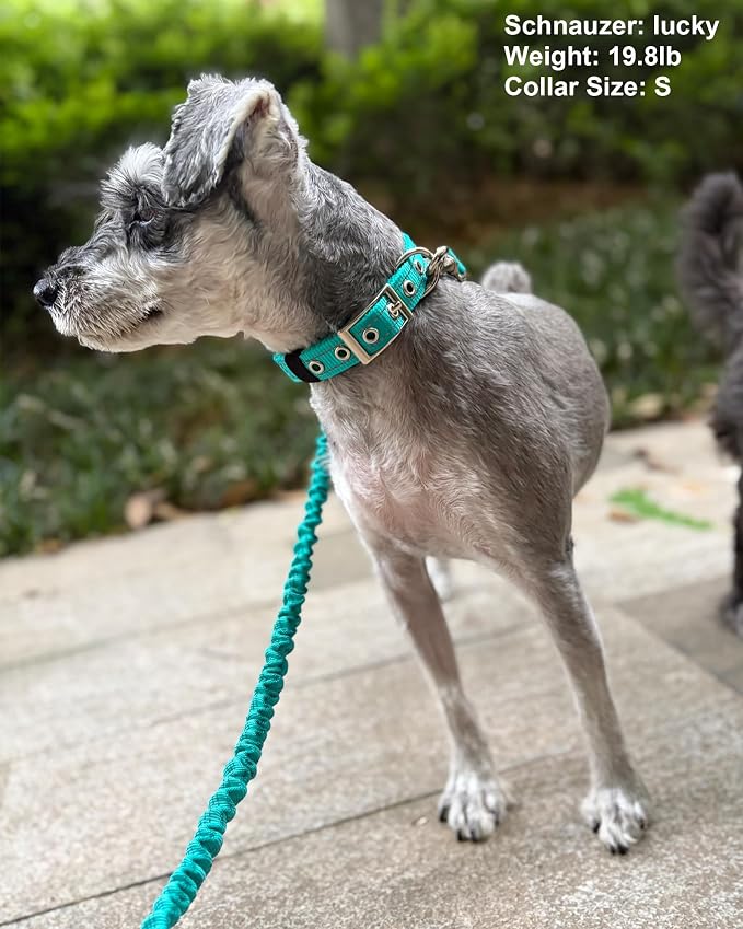 5FT Bungee Dog Leash Shock Absorbing Reflective Small Medium Dogs | Nylon Lightweight Leash- 2cm Wide- Anti- Pull Training- 6 Colors (Turquoise) - Image 5