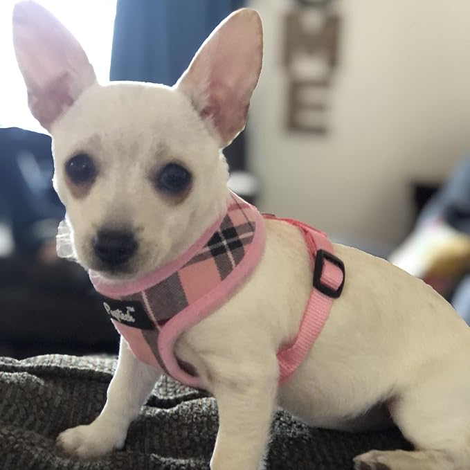 PUPTECK Small Dog Harness and Leash Set No Pull for XS XXS Sized Dogs Puppy | Escape Proof No Choke Pet Cat Adjustable Soft Padded Walking Vest - Image 6