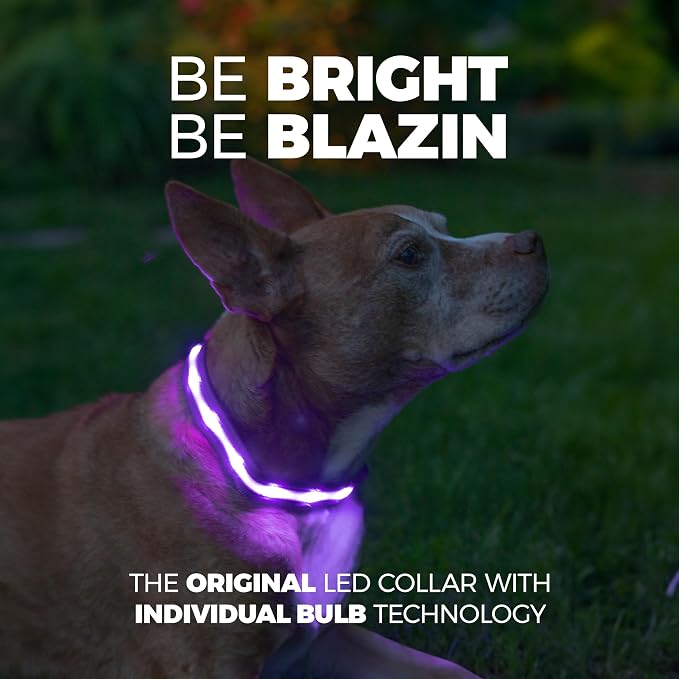 Blazin Light Up Dog Collar - The Original LED Dog Collar - USB Rechargeable - Waterproof - 1,000 Feet of Visibility - Dog Collar Light for Small, Medium, Large Dogs - USA Brand - Image 2