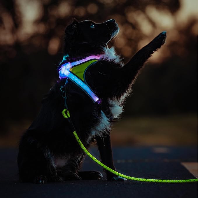 noxgear LightHound Light Up Reflective Dog Harness and Leash, X-Large | 360° Light Up Reflective Dog Harness, 8 Colors & 6 Modes, USB Rechargeable, Adjustable, Rainproof, LED Fiber Optic - Image 2