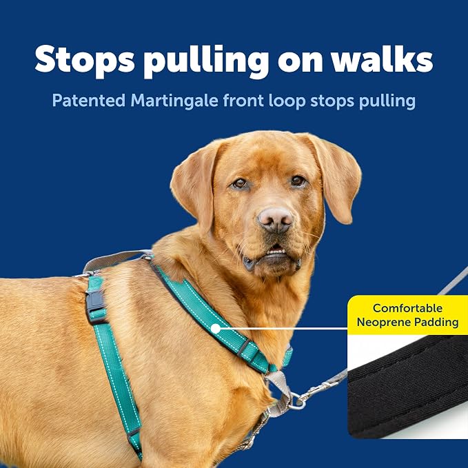 PetSafe 3 in 1 No-Pull Dog Harness - Walk, Train or Travel - Helps Prevent Pets from Pulling on Walks - Seatbelt Loop Doubles as Quick Access Handle - Reflective Accents - Large, Teal | Rests on Chest Not Throat to Reduce Pulling, 5 Adjustment Points, ... - Image 3