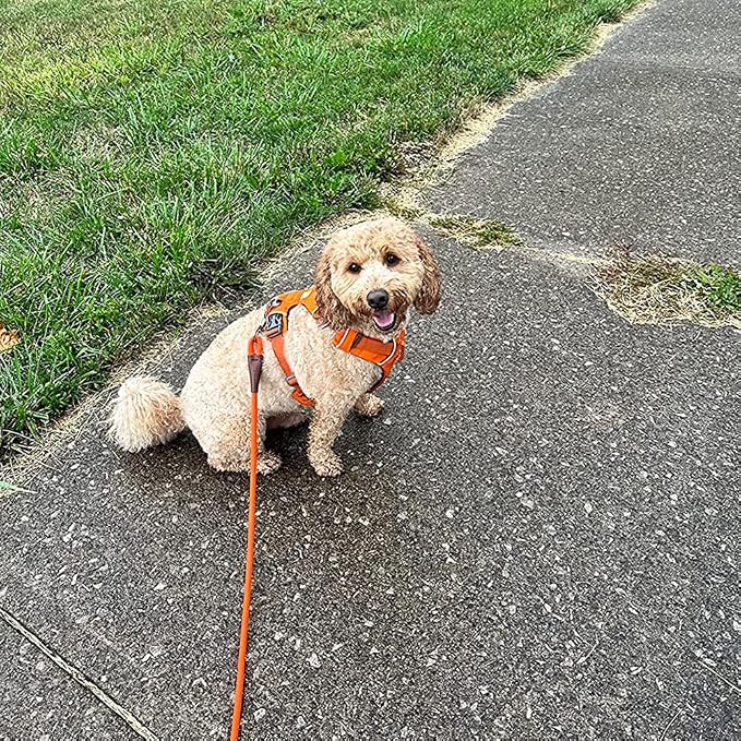 MayPaw 4/6 /8/10 FT Dog Leash, Classic Solid Colors, Strong Nylon Rope Dog Leash Reinforced with Leather Tailor Connection Heavy Duty Silver Clasp (Orange, 8ft*1/2") - Image 7