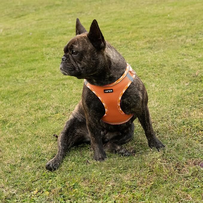 AMTOR Small Dog Harness with Leash Set, No Escape Easy Walk Puppy Harnesses for Training Walking, Step-in Reflective Soft Dogs Vest for XS S Medium Extra-Small Large Sized Dog(Orange/White,XS) - Image 6