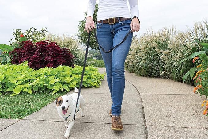 PetSafe 3 in 1 No-Pull Dog Harness - Walk, Train or Travel - Helps Prevent Pets from Pulling on Walks - Seatbelt Loop Doubles as Quick Access Handle - Reflective Accents - Small, Teal | Rests on Chest Not Throat to Reduce Pulling, 5 Adjustment Points, ... - Image 2