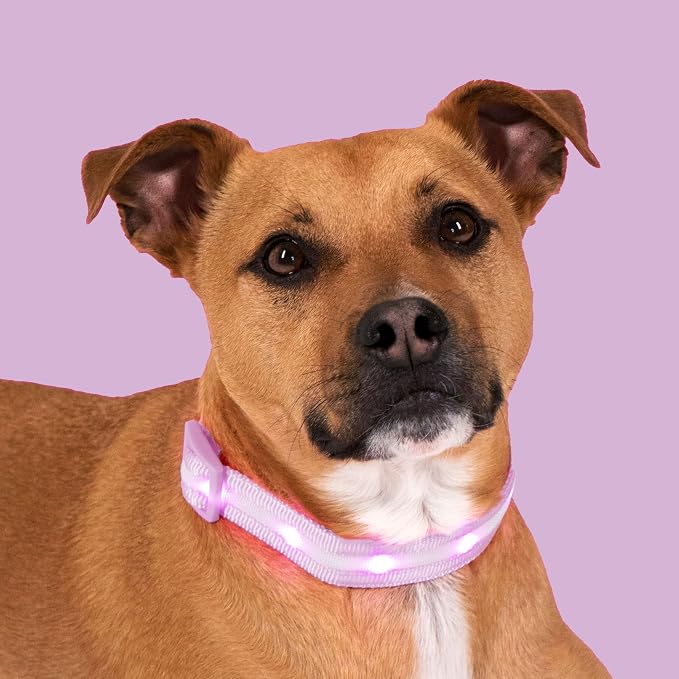 Blazin Light Up Dog Collar - The Original LED Dog Collar - USB Rechargeable - Waterproof - 1,000 Feet of Visibility - Dog Collar Light for Small, Medium, Large Dogs - USA Brand - Image 8