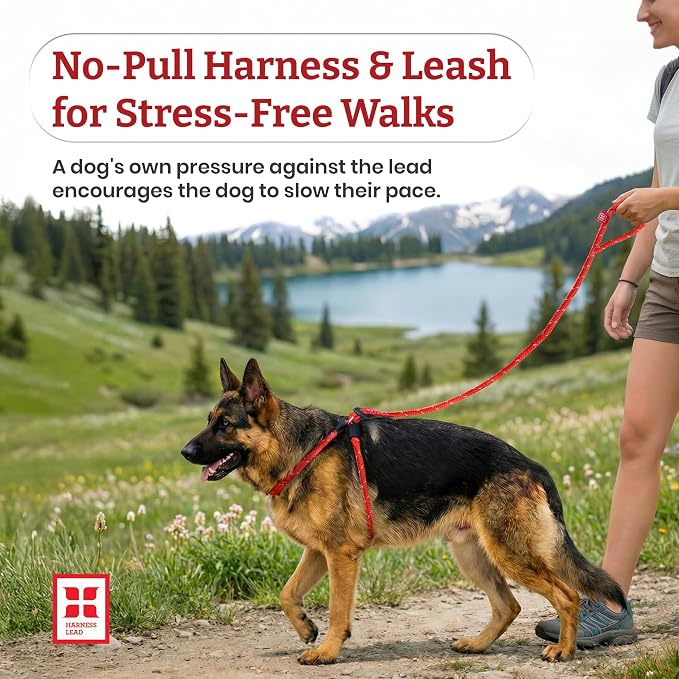 Harness Lead No Pull Dog Harness and Leash Set, Anti Pull Dog Harness, One-Piece Cushioned Rope Safely Prevents Escaping and Pulling (Medium/Large, Purple/Turquoise) - Image 2