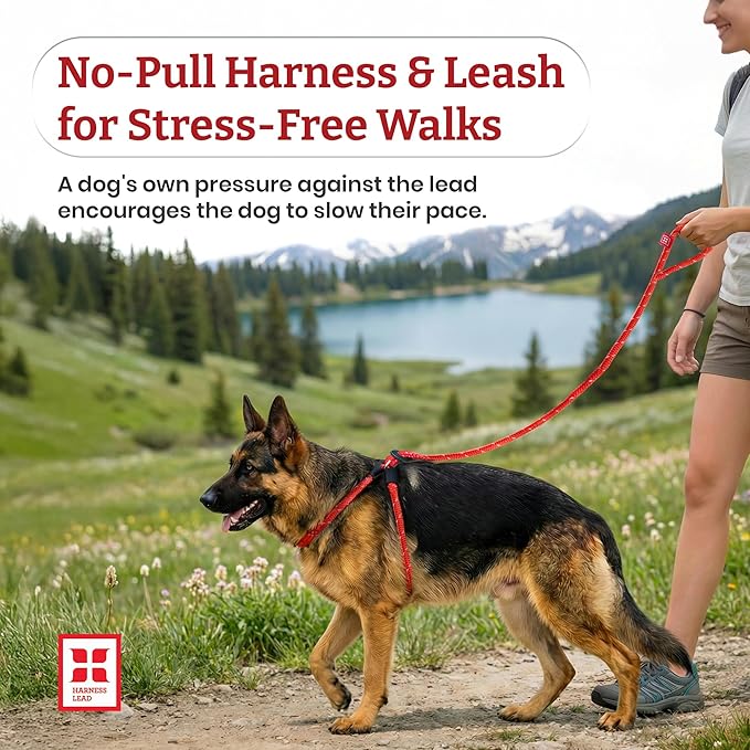 Harness Lead No Pull Dog Harness and Leash Set, Anti Pull Dog Harness, One-Piece Cushioned Rope Safely Prevents Escaping and Pulling (Small/Medium, Rainforest) - Image 2