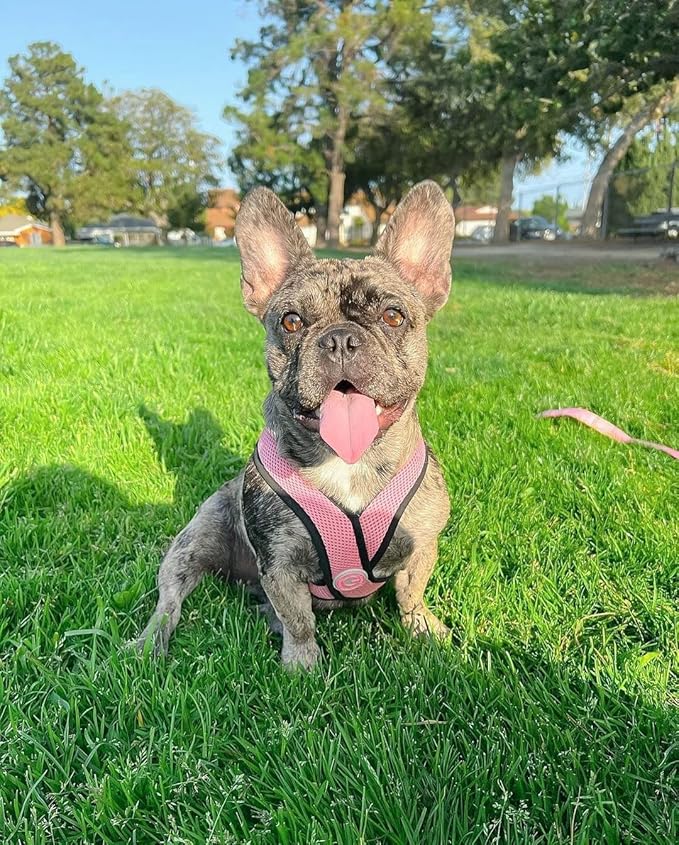 Gooby Comfort X Head-in Dog Harness, Choke-Free, Pink, Medium | Patented choke-free X-frame; Secure head-in fit; Lightweight breathable mesh; Back metal D-ring; Machine washable - Image 3