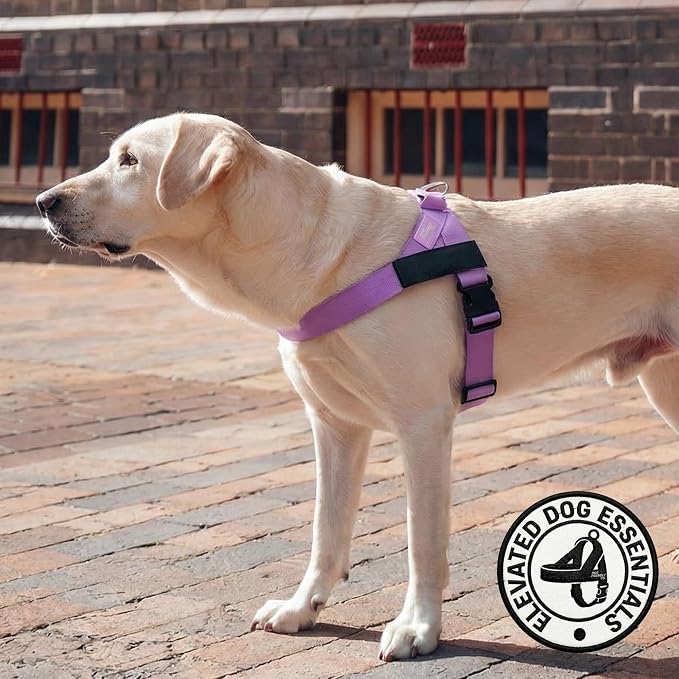 Dog Friendly Co. Dog Harness for Small Dogs, Adjustable (Purple, Extra Small) - Image 5