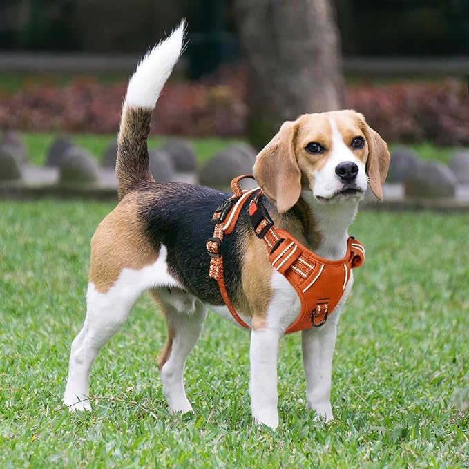 Timos Dog Harness, Front Clip No Pull Medium Sized with Handle, Orange, M | No Choke, Adjustable Reflective Soft Padded, Quick Release 3 Buckles, Easy On & Off, Front & Back 2 Clips for Outdoor Walking - Image 6