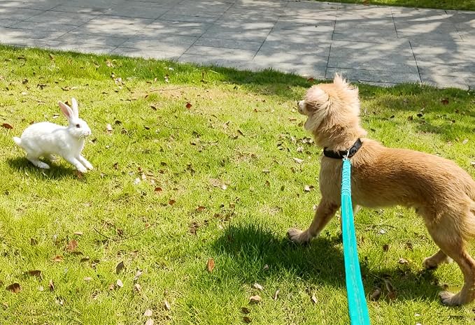 5FT Bungee Dog Leash Shock Absorbing Reflective Small Medium Dogs | Nylon Lightweight Leash- 2cm Wide- Anti- Pull Training- 6 Colors (Turquoise) - Image 7