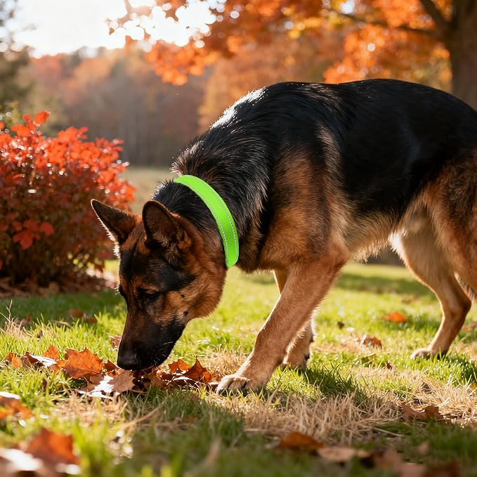 Taglory Reflective Extra Large Dog Collar, Comfortable for Safe Night Walks | Soft Neck Cushioning, Adjustable 18-28 in, Sturdy Webbing Withstands Strong Pullers, Zinc Alloy D-Ring for Leash and ID Tags - Image 2