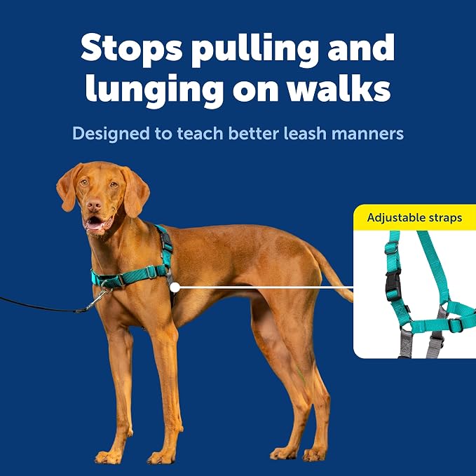 PetSafe Easy Walk Harness, No Pull Dog Harness, Teal, Medium | Patented Martingale Loop Gives Gradual Shoulder Pressure to Stop Pulling, Front-Chest Leash Clip Prevents Gagging - Image 3