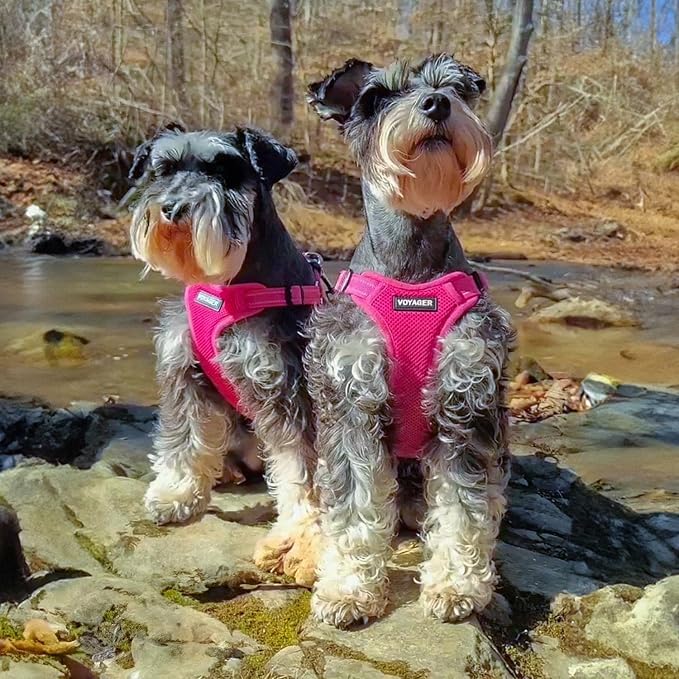 Best Pet Supplies Voyager Adjustable Step-in Flex Breathable Mesh Dog Harness for Small Medium Large Dogs Leash Set (Fuchsia), XS - Image 7