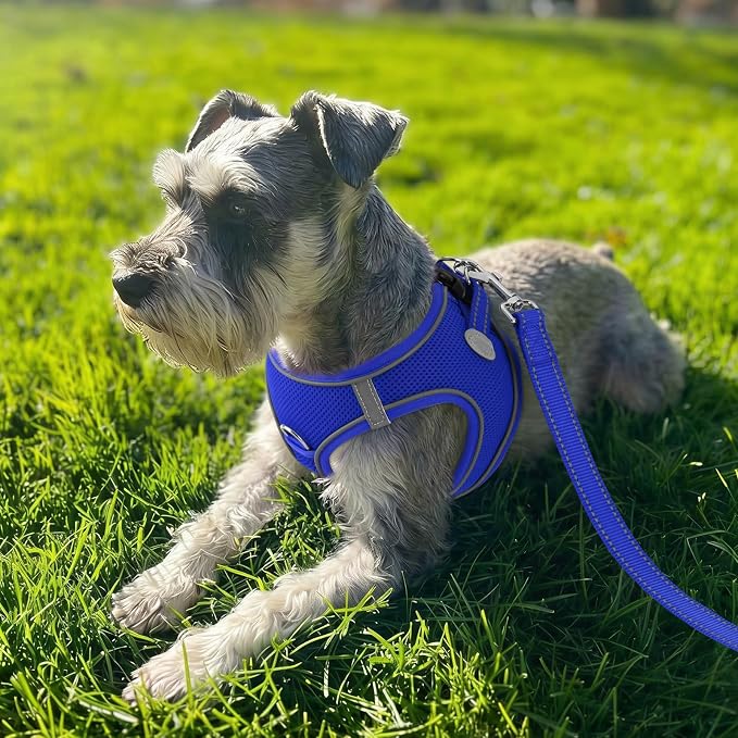 Joytale Step-in Dog Harness, Soft Breathable Mesh, Navy Blue XL | Adjustable Fit for Small Dogs, Easy Step-in with Secure Fastener, Even Chest Pressure, Reflective For Night Safety, Washable - Image 2
