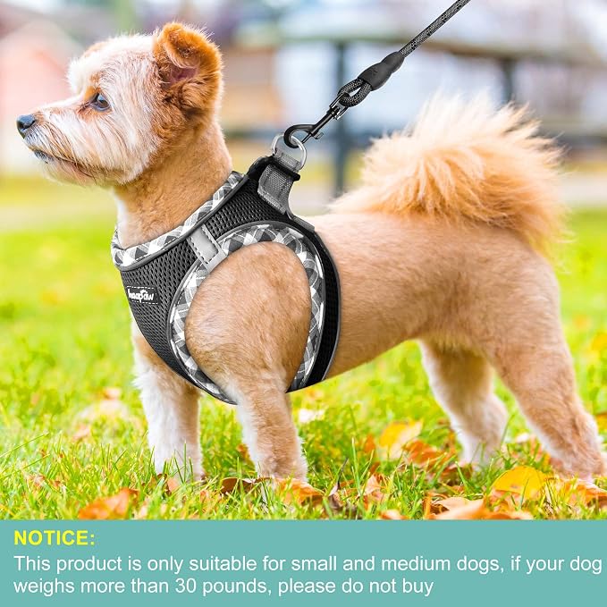 haapaw Dog Harness with Leash Set, No Pull Adjustable Reflective Step-in Puppy Harness with Thickened Padded Vest for Extra-Small/Small Medium Dogs - Image 4