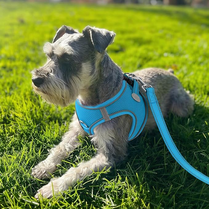 Joytale Step-in Dog Harness, Soft Breathable Mesh, Sky Blue XXXS | Adjustable Fit for Small Dogs, Easy Step-in with Secure Fastener, Even Chest Pressure, Reflective For Night Safety, Washable - Image 2