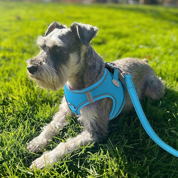 Joytale Step-in Dog Harness, Soft Breathable Mesh, Sky Blue XS | Adjustable Fit for Small Dogs, Easy Step-in with Secure Fastener, Even Chest Pressure, Reflective For Night Safety, Washable - Image 2