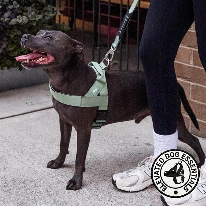 Dog Friendly Co. Dog Harness for Medium Sized Dogs (Khaki, Medium) | One Click Buckle, Chafe Resistant Webbing, Adjustable Neck & Chest, and Heavy Duty D-Ring, Sturdy Comfortable and Easy to Use - Image 5