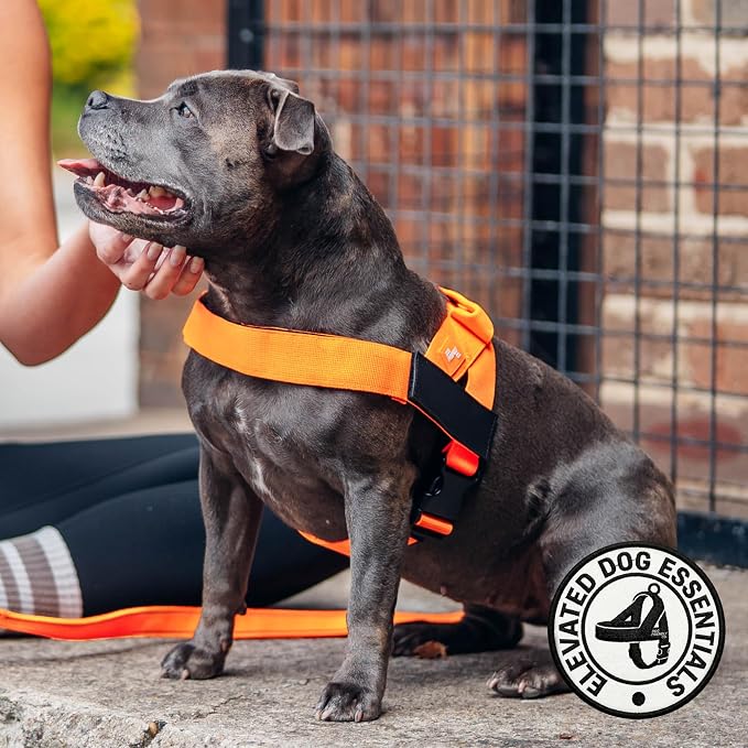 Dog Friendly Co. Dog Harness for Medium Sized Dogs (Hi-Vis Orange, Medium) | One Click Buckle, Chafe Resistant Webbing, Adjustable Neck & Chest, and Heavy Duty D-Ring, Sturdy Comfortable and Easy to Use - Image 5