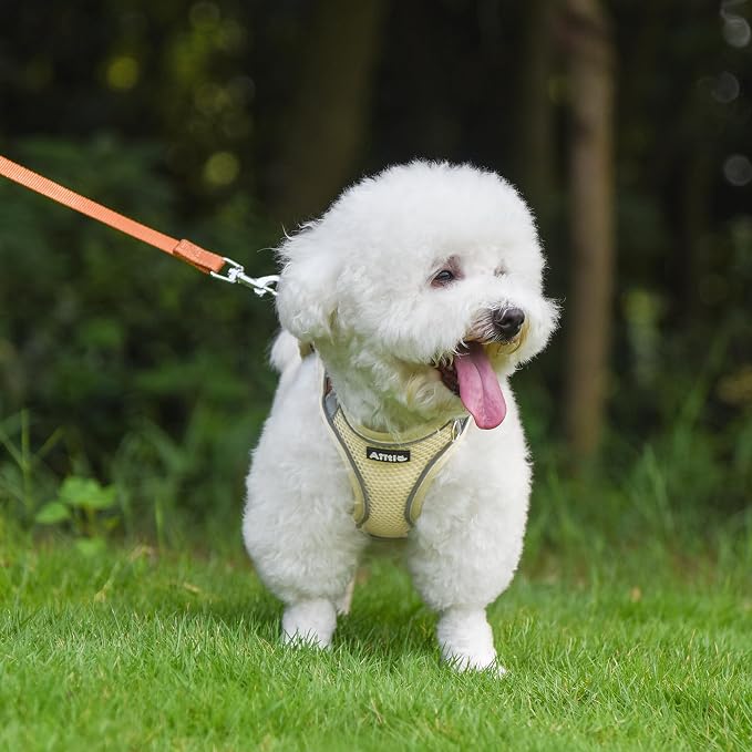 AIITLE Small Dog Harness and Leash Set, Step-in Puppy Pet Vest, Beige XXXS | Light, Soft, Breathable Air Mesh, Escape-Proof, Easy on and Remove with Hook & Loop, Secure Reflective for Walking - Image 2
