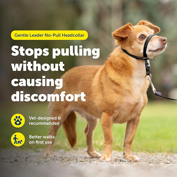 PetSafe Gentle Leader No Pull Dog Headcollar, Black, Petite | Veterinary Behaviorist-Designed No-Pull Headcollar Redirects Pulling Instinct, Padded Neoprene Nose Loop, Quick-Snap Fit - Image 2