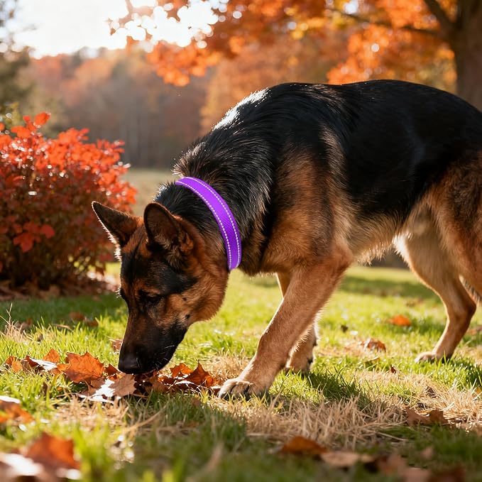 Taglory Reflective Extra Large Dog Collar, Comfortable for Safe Night Walks | Soft Neck Cushioning, Adjustable 18-28 in, Sturdy Webbing Withstands Strong Pullers, Zinc Alloy D-Ring for Leash and ID Tags - Image 2