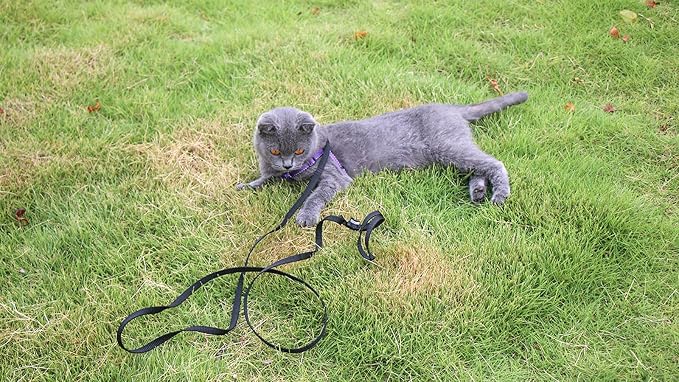 AMAGOOD 6 FT Cat Leash, Strong and Durable Traditional Style Leash with Easy to Use Collar Hook,Cat Lead Great for Cats (3/8 in x 6 ft,Black and Green(2-Pack)) - Image 2
