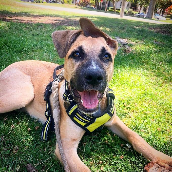 rabbitgoo Dog Harness, No Pull Medium Sized with 2 Leash Clips, Pet Vest | No Choke with Handle, Adjustable Soft Padded, Reflective, Easy Control for Walking, Wild Lime, Medium - Image 8